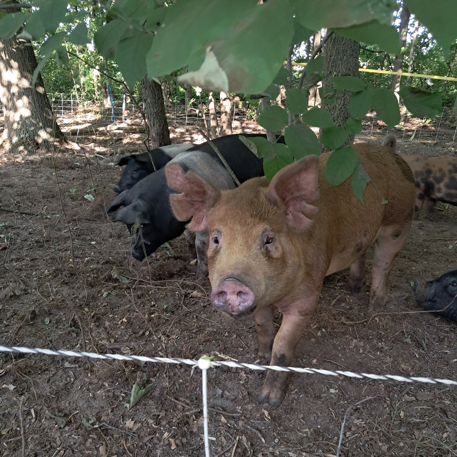 A close-up view of a brown pig with large ears in a wooded area, with two black pigs visible in the background, surrounded by trees and natural foliage. The scene captures a peaceful farm environment.