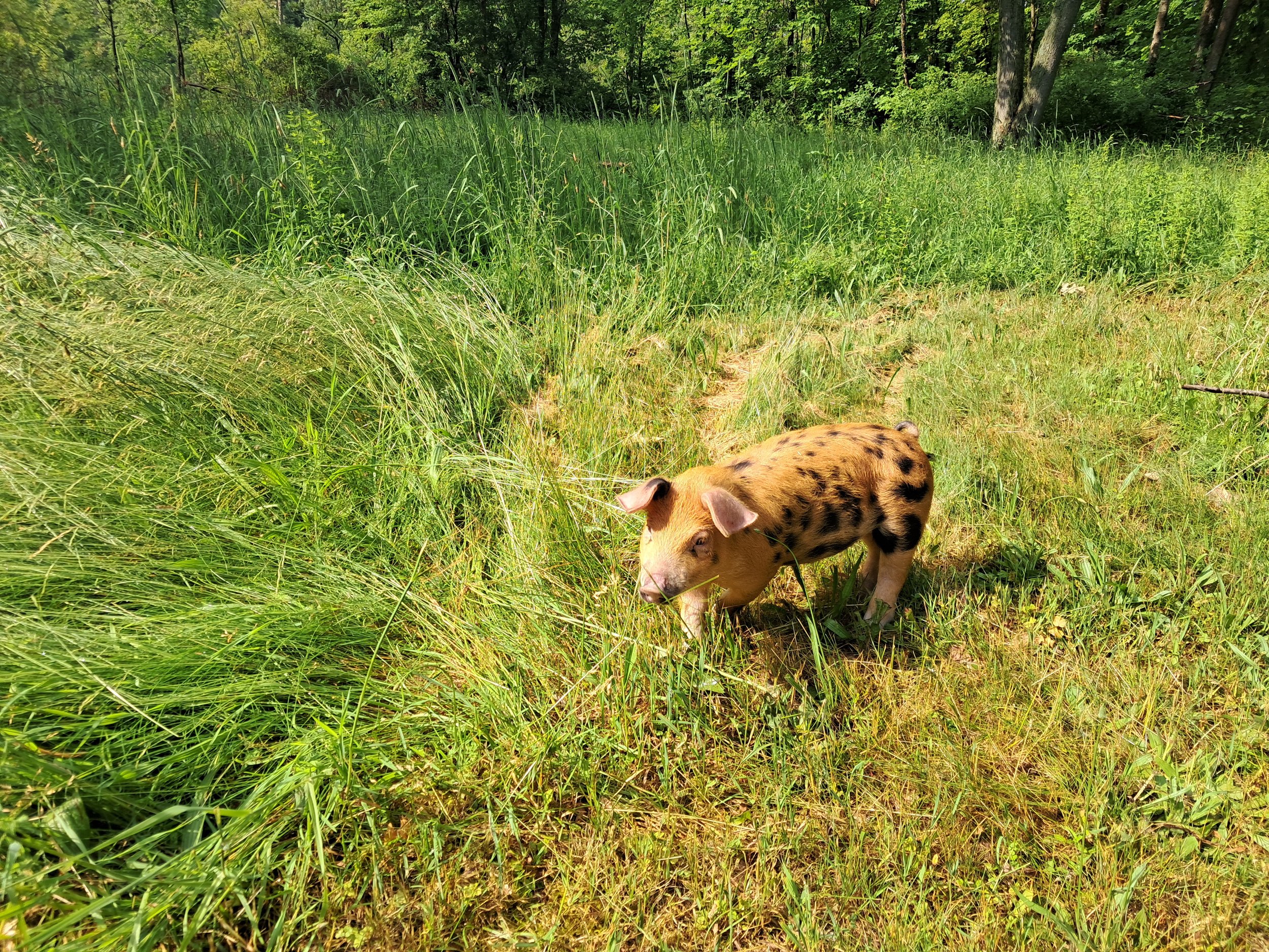 A small, spotted piglet grazing in a lush green field surrounded by tall grass and trees, showcasing a peaceful rural setting.
