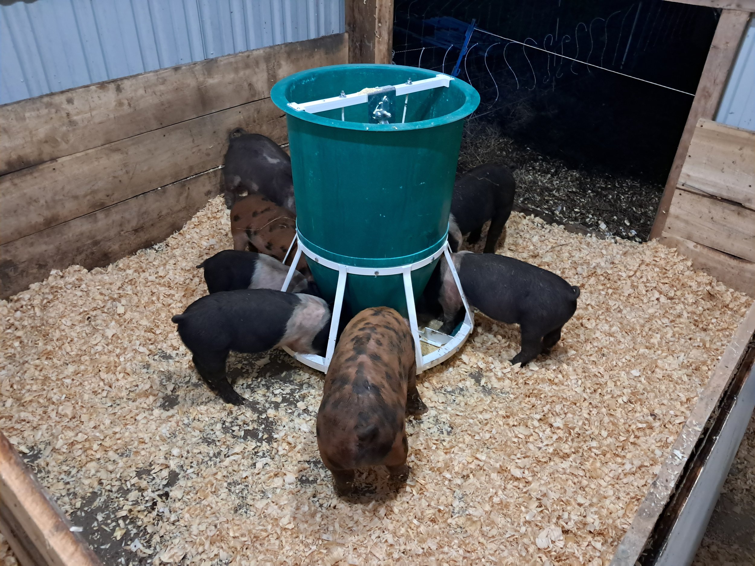 Group of pigs feeding from a green feeder in a wooden barn, surrounded by sawdust bedding. The pigs vary in color, including black and spotted patterns, showcasing a typical farming environment.