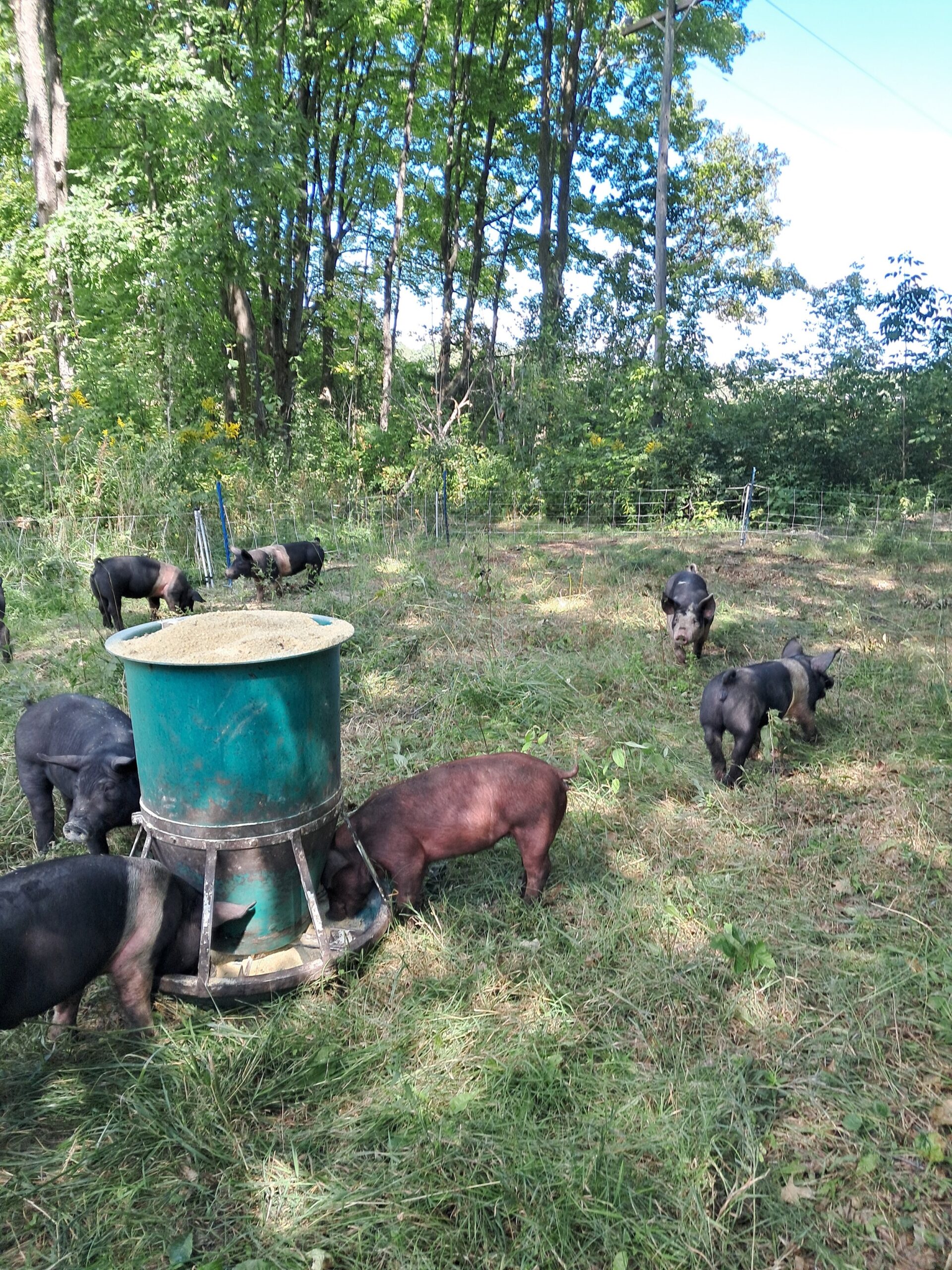 A group of pigs feeding at a trough in a lush green pasture surrounded by trees, showcasing a natural farming environment.