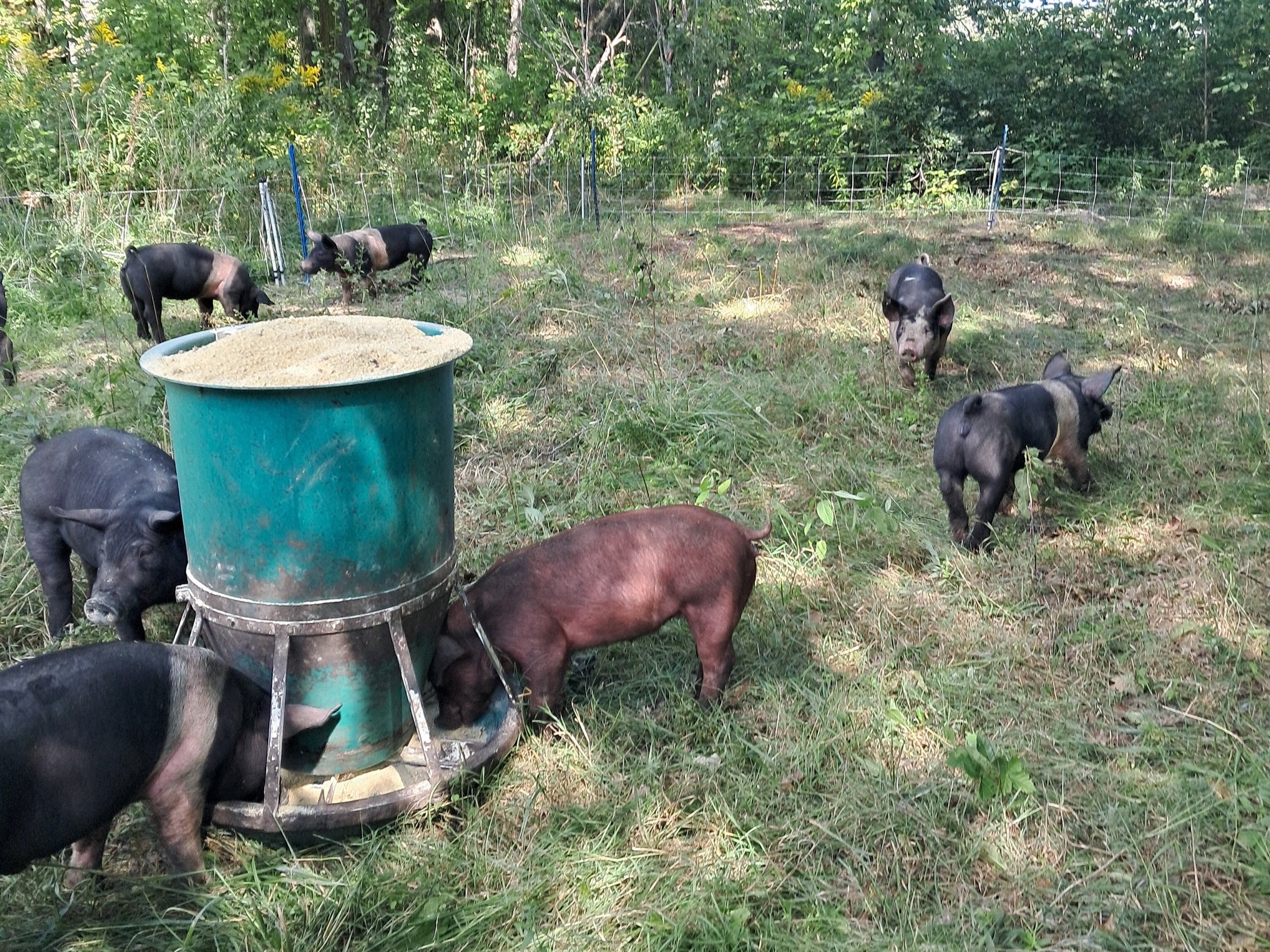 A group of pigs feeding from a large green trough in a grassy, wooded area, showcasing sustainable farming and livestock management practices.