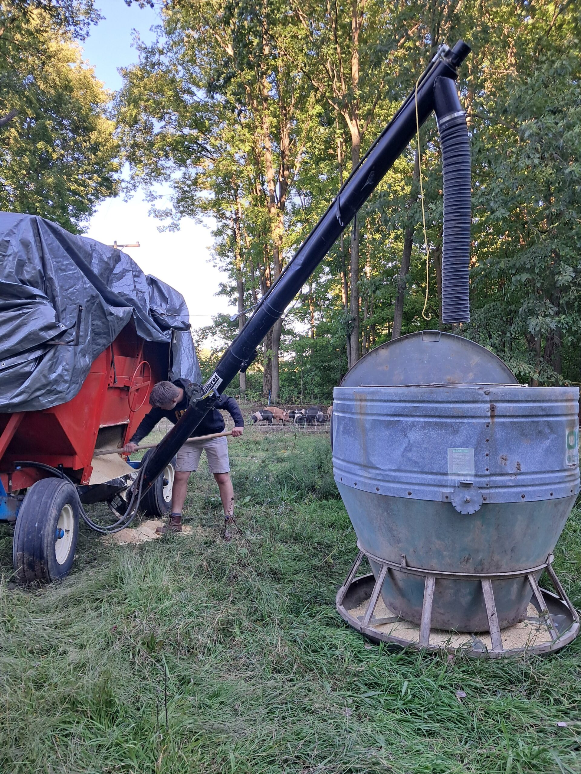 Farmer operating grain auger to transfer feed from a red grain cart to a metal storage bin, surrounded by lush greenery and pigs in the background.