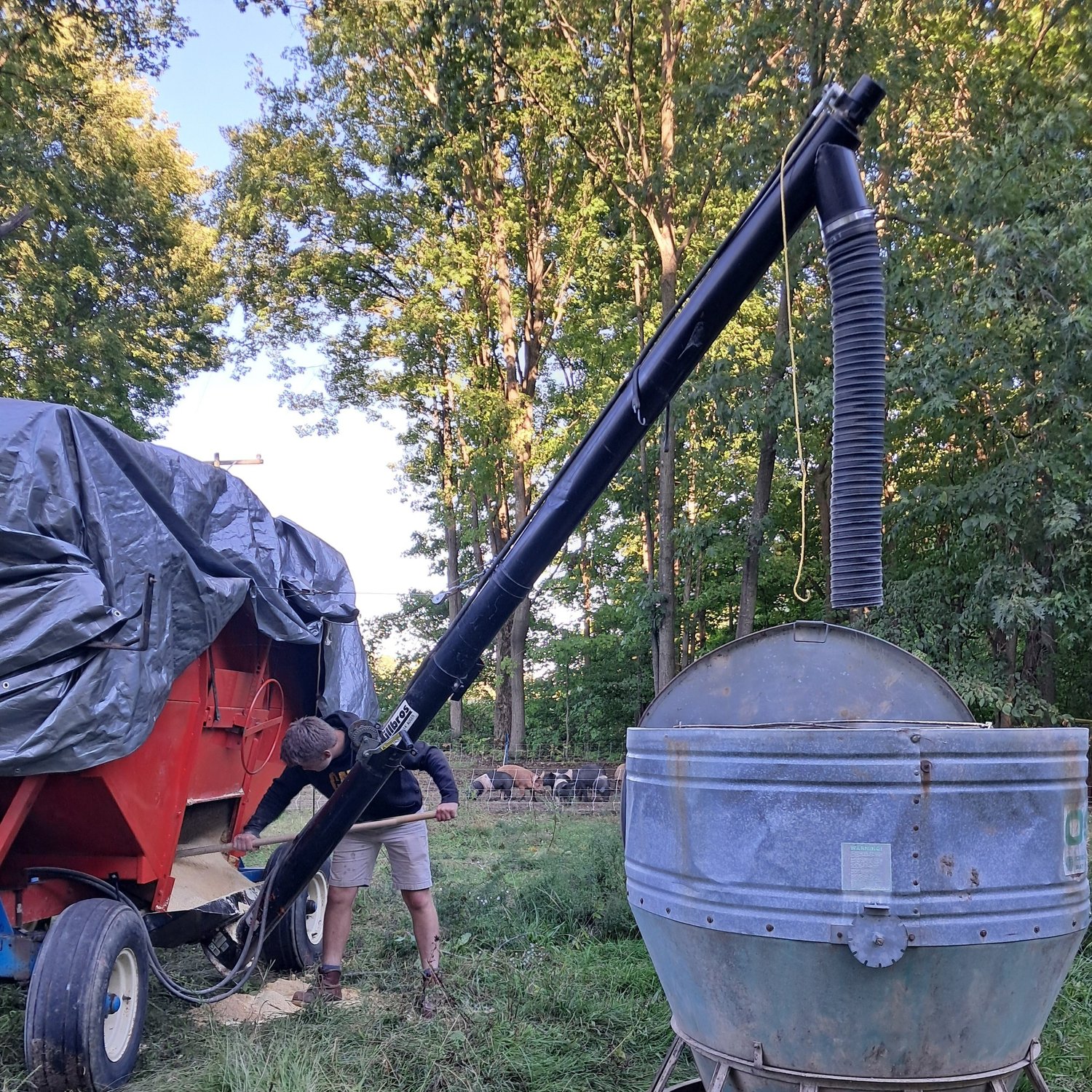 Farmer operating a grain auger to transfer feed from a red hopper to a metal storage bin in a wooded area, with pigs visible in the background.