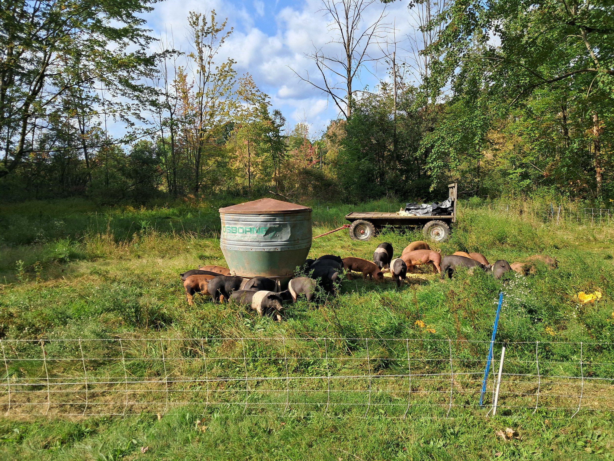 A group of pigs feeding near a metal trough in a green pasture, surrounded by trees and a trailer in the background. The scene captures a rural farming environment with clear blue skies and sunlight filtering through the leaves.