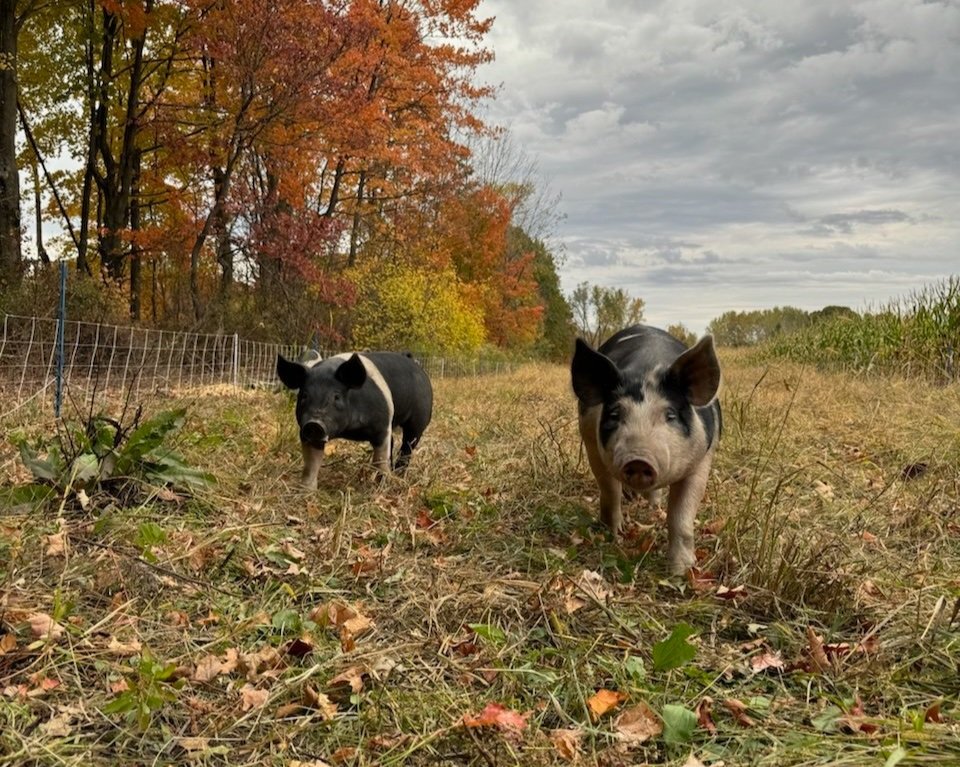 Two pigs exploring a grassy field surrounded by autumn foliage, with vibrant orange and yellow leaves on trees in the background under a cloudy sky.