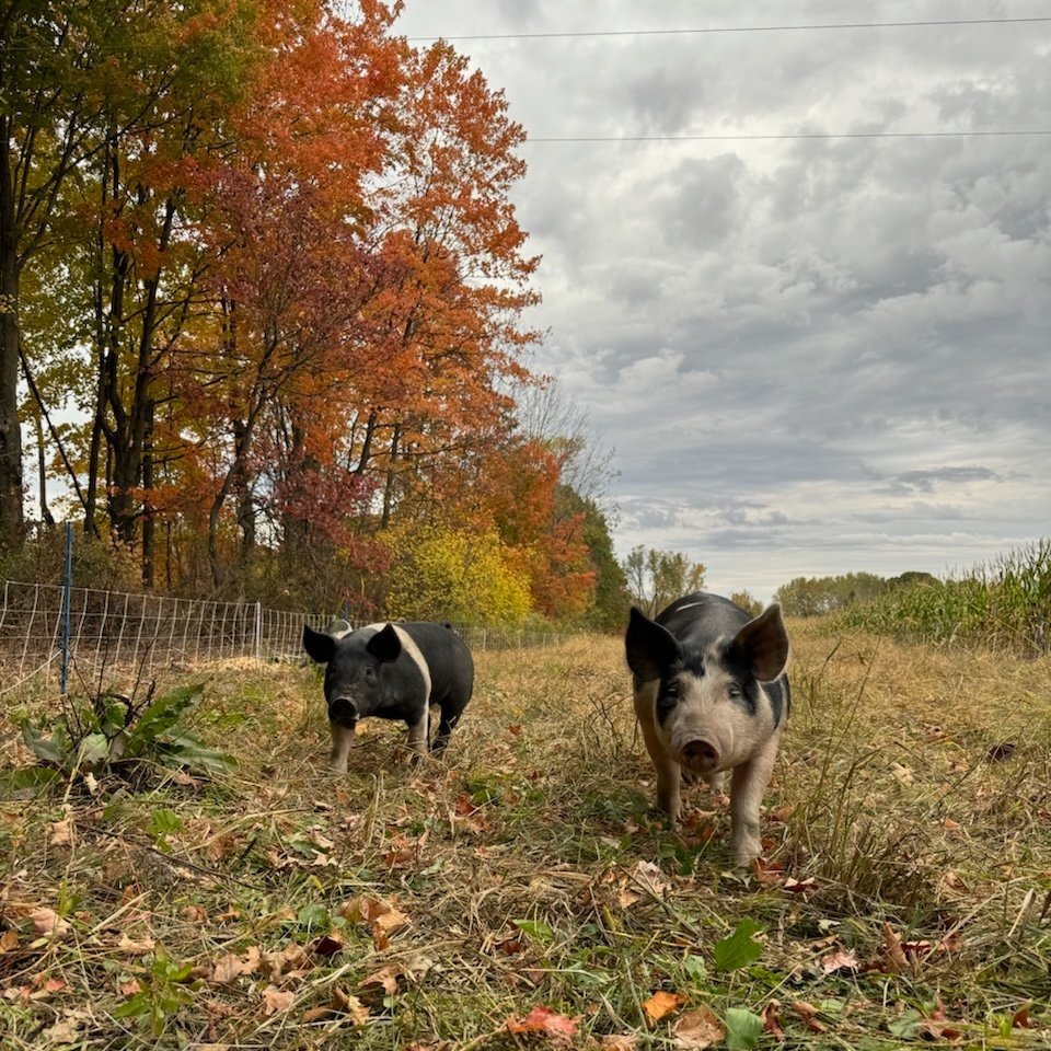 Two pigs foraging in a grassy field surrounded by vibrant autumn foliage and cloudy skies. The scene captures the essence of rural life and seasonal change.